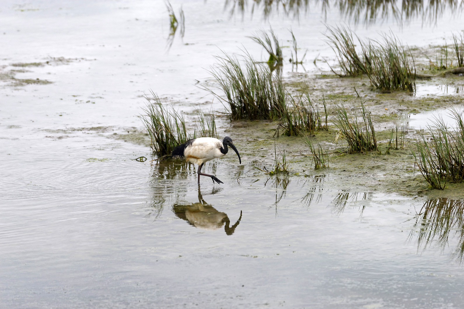 20161108 130702 Heilige Ibisse